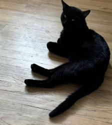Lost Male Cat last seen Near NW Park Plaza Dr, Kansas City, MO 64151