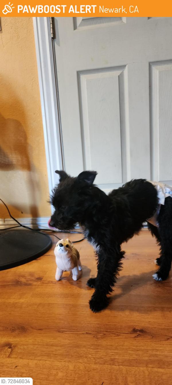 Found/Stray Male Dog last seen Manzanita , Newark, CA 94560