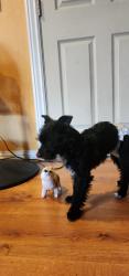 Found/Stray Male Dog last seen Manzanita , Newark, CA 94560