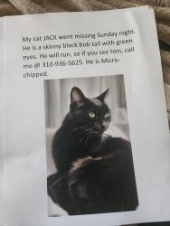 Lost Male Cat last seen Farragut , Culver City, CA 90232