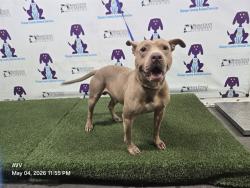 Shelter Stray Male Dog last seen , Orlando, FL 32839