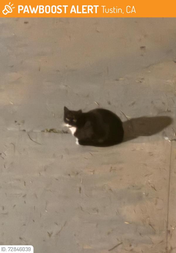Found/Stray Unknown Cat last seen Arlington Park, Tustin, CA 92782