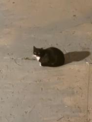 Found/Stray Unknown Cat last seen Arlington Park, Tustin, CA 92782