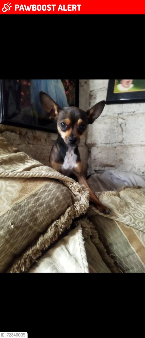 Lost Female Dog last seen Base de camiones de la Jiménez cantu , Ciudad Nicolás Romero, Méx. 