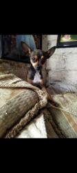 Lost Female Dog last seen Base de camiones de la Jiménez cantu , Ciudad Nicolás Romero, Méx. 