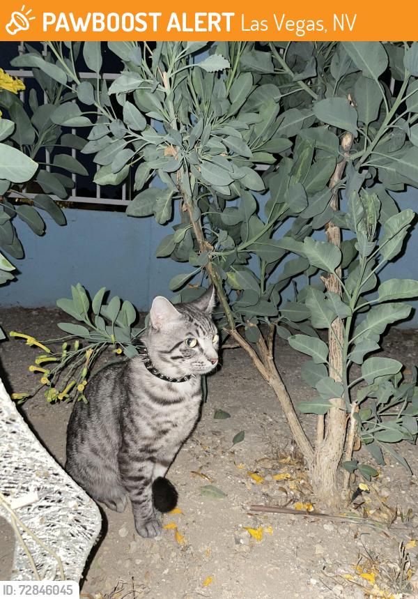 Found/Stray Unknown Cat last seen Arville/sahara , Las Vegas, NV 89102