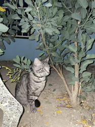 Found/Stray Unknown Cat last seen Arville/sahara , Las Vegas, NV 89102