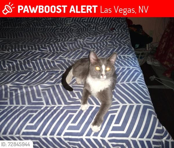 Lost Male Cat last seen Jones and lake Mead , Las Vegas, NV 89108
