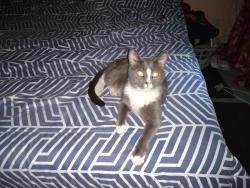 Lost Male Cat last seen Jones and lake Mead , Las Vegas, NV 89108