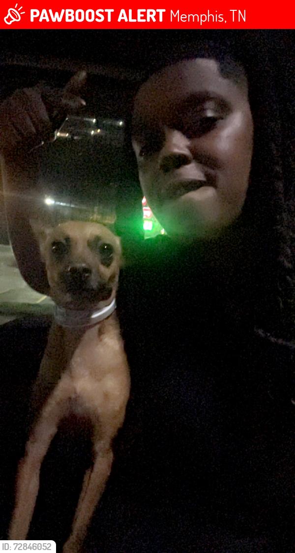 Lost Male Dog last seen Knight Arnold & ridgeway, Memphis, TN 38115