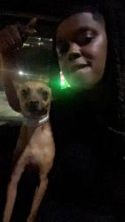 Lost Male Dog last seen Knight Arnold & ridgeway, Memphis, TN 38115
