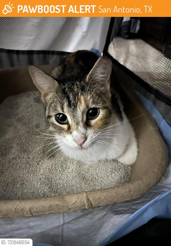 Found/Stray Unknown Cat last seen Burger Boy near Shaenfield/1604, San Antonio, TX 78254