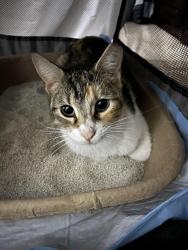 Found/Stray Unknown Cat last seen Burger Boy near Shaenfield/1604, San Antonio, TX 78254