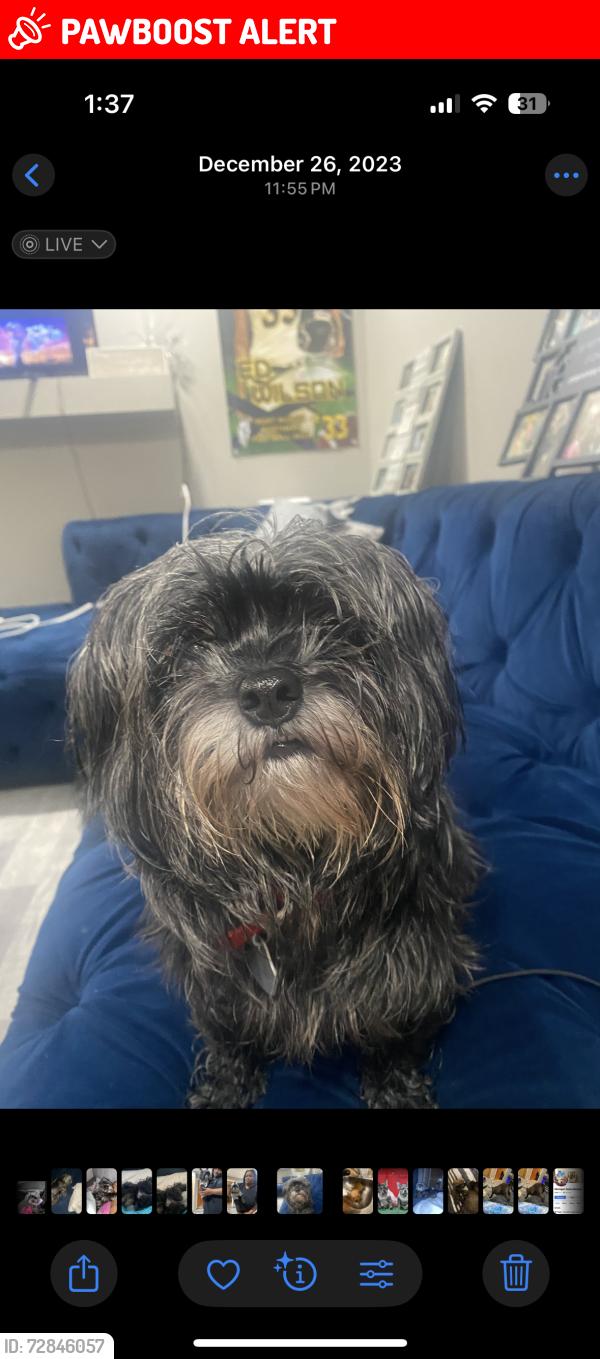 Lost Female Dog last seen outer drive and west warren, Dearborn Heights, MI 48127
