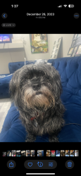 Lost Female Dog last seen outer drive and west warren, Dearborn Heights, MI 48127