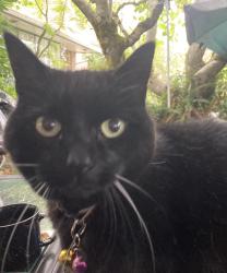 Lost Female Cat last seen Cedar Park Elementary, Seattle, WA 98125
