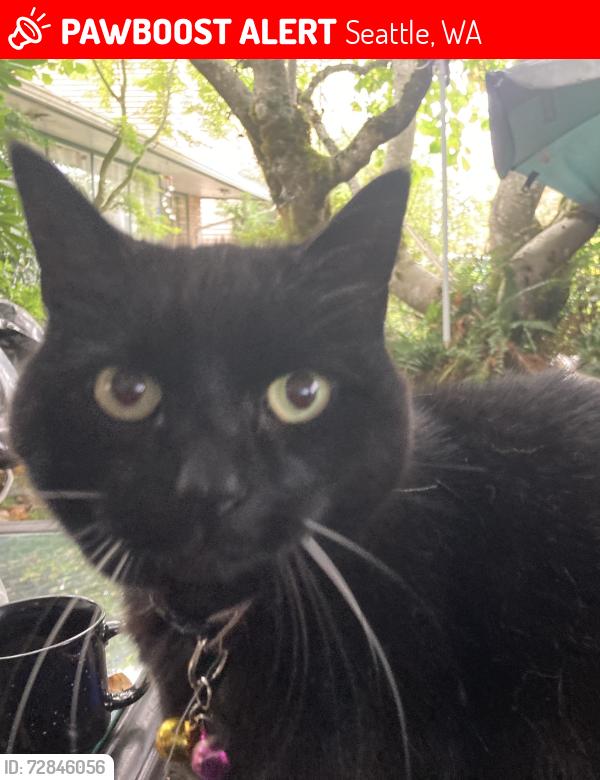 Lost Female Cat last seen Cedar Park Elementary, Seattle, WA 98125