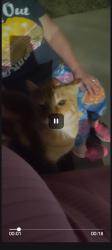 Found/Stray Female Cat last seen Booth, Indianapolis, IN 46254
