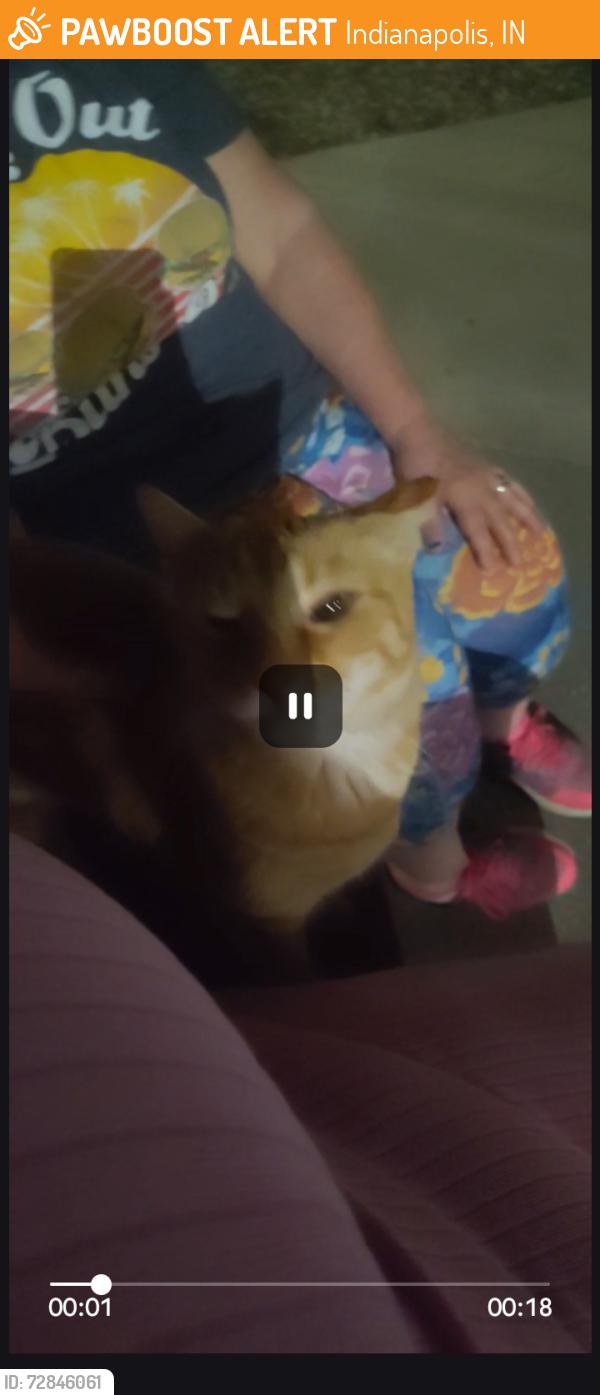 Found/Stray Female Cat last seen Booth, Indianapolis, IN 46254