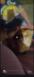 Found/Stray Female Cat last seen Booth Manor apmts, Grandview, MO 64030
