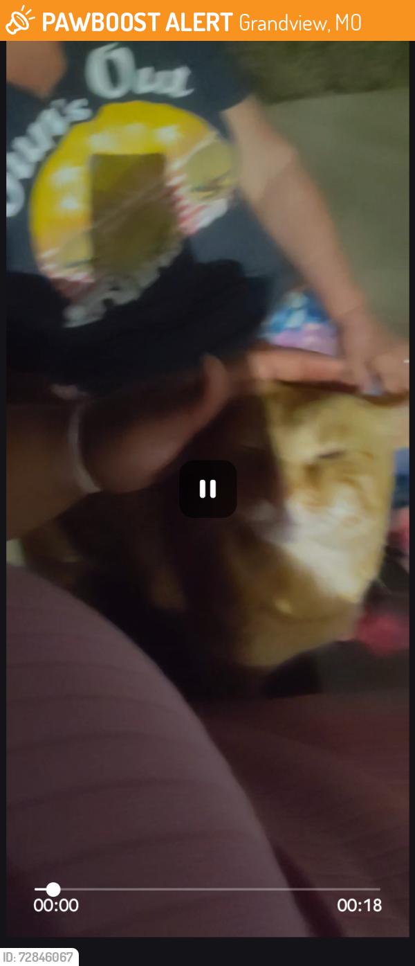 Found/Stray Female Cat last seen Booth Manor apmts, Grandview, MO 64030