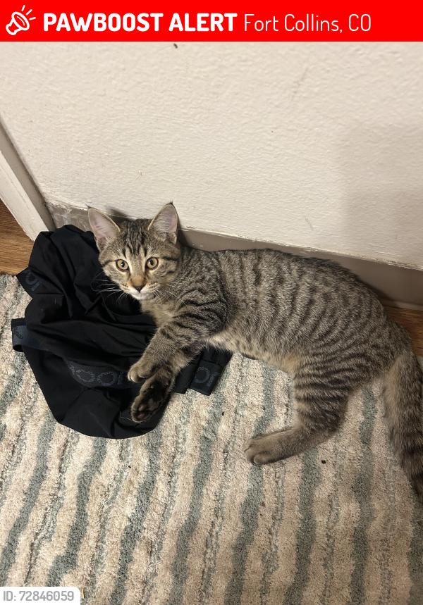Lost Female Cat last seen Quaking aspen and autumn ridge , Fort Collins, CO 80525