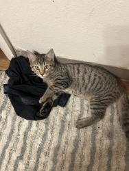 Lost Female Cat last seen Quaking aspen and autumn ridge , Fort Collins, CO 80525
