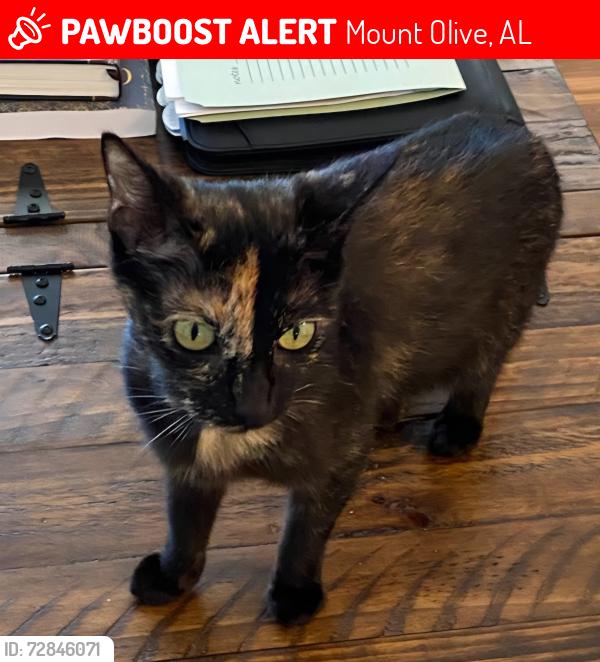 Lost Female Cat last seen Tommy Town Rd / Graham Rd, Mount Olive, AL 35117