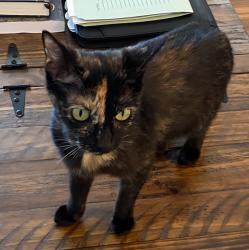 Lost Female Cat last seen Tommy Town Rd / Graham Rd, Mount Olive, AL 35117