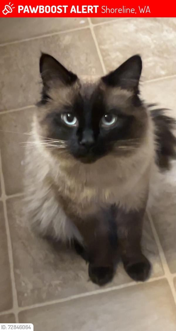 Lost Male Cat last seen Shoreline , Shoreline, WA 98133