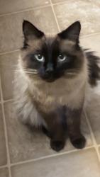 Lost Male Cat last seen Shoreline , Shoreline, WA 98133