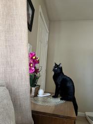 Lost Male Cat last seen Phoenix az, Phoenix, AZ 85006
