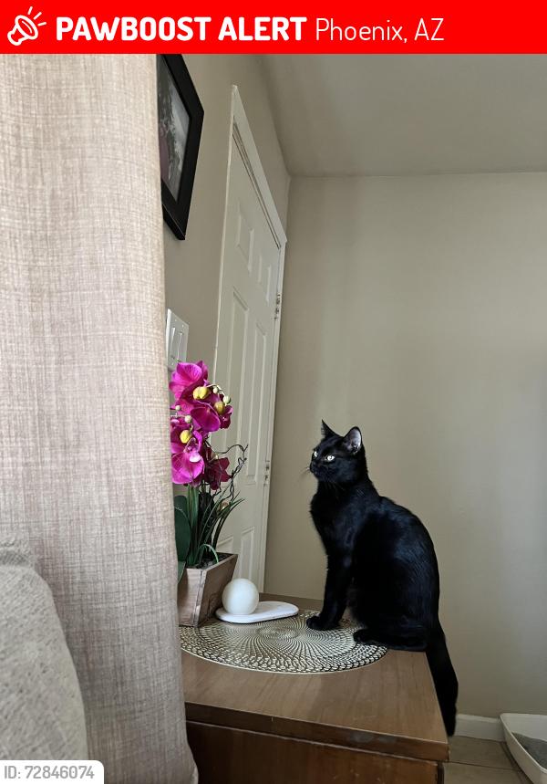Lost Male Cat last seen Phoenix az, Phoenix, AZ 85006