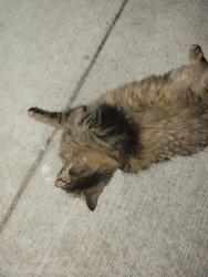 Found/Stray Unknown Cat last seen Chicago and 25 in elgin, Elgin, IL 60120