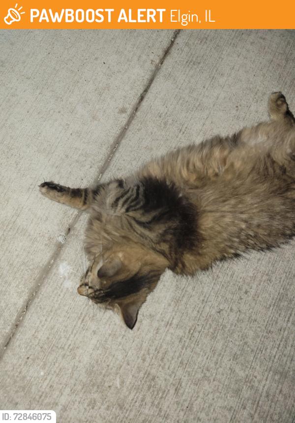 Found/Stray Unknown Cat last seen Chicago and 25 in elgin, Elgin, IL 60120