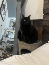 Lost Female Cat last seen Zube park, Hockley, TX 77447