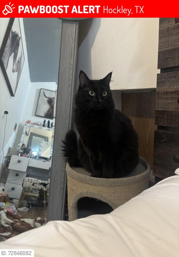 Lost Female Cat last seen Zube park, Hockley, TX 77447