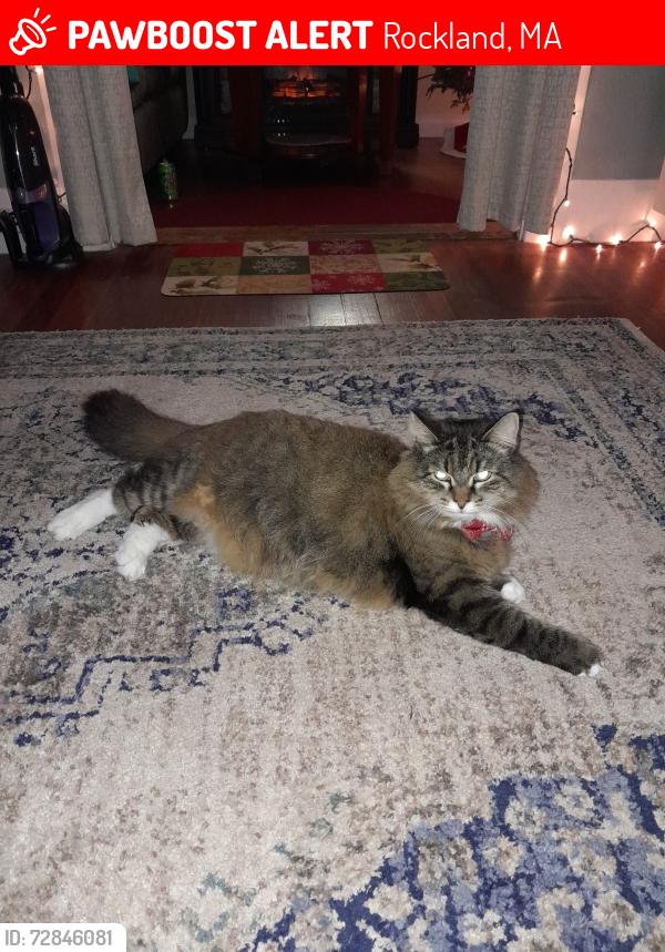 Lost Male Cat last seen Emerson Lofts apmts, Rockland Golf Course, W. Water St., Rockland, MA 02370