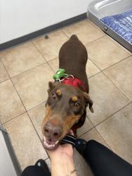 Lost Female Dog last seen Rosecrans Ave. , Paramount, CA 90805