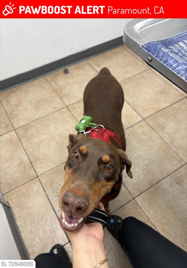 Lost Female Dog last seen Rosecrans Ave. , Paramount, CA 90805