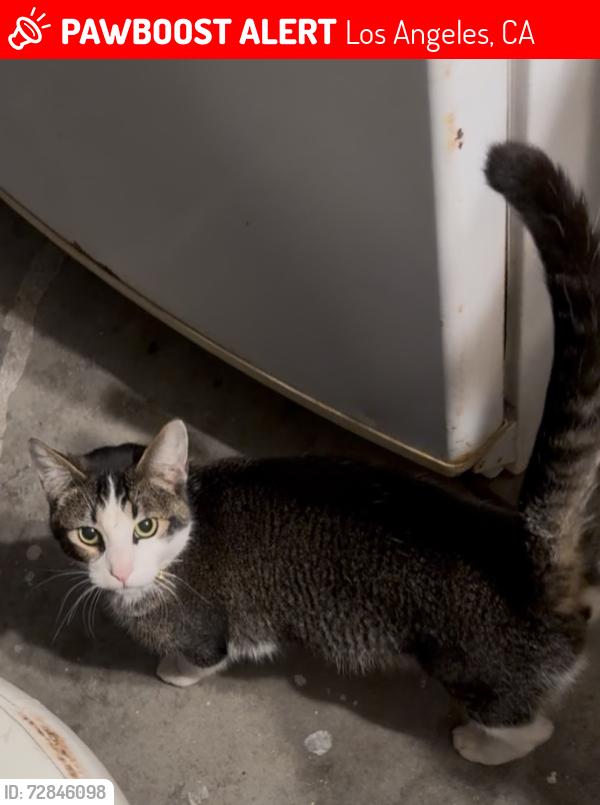 Lost Female Cat last seen El sereno senior center, Los Angeles, CA 90032