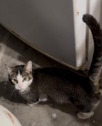 Lost Female Cat last seen El sereno senior center, Los Angeles, CA 90032