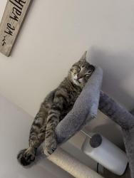 Lost Male Cat last seen Belair Road, Augusta, GA 30907