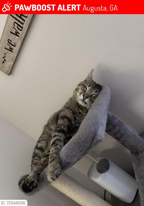 Lost Male Cat last seen Belair Road, Augusta, GA 30907