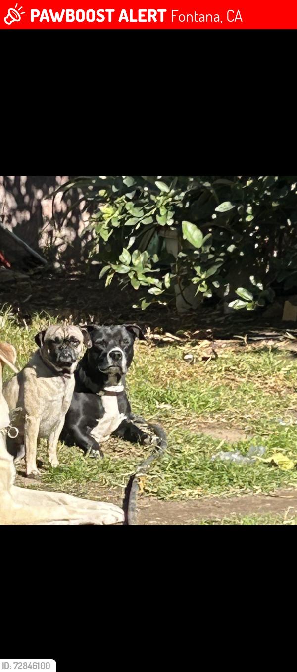 Lost Male Dog last seen Near Dumond Dr Fontana Ca , Fontana, CA 92335