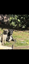 Lost Male Dog last seen Near Dumond Dr Fontana Ca , Fontana, CA 92335