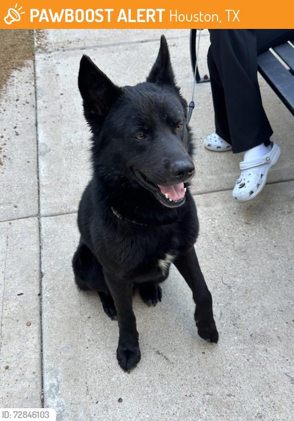 Found/Stray Male Dog last seen The Galleria, Uptown, Houston, TX 77057