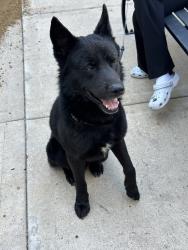 Found/Stray Male Dog last seen The Galleria, Uptown, Houston, TX 77057
