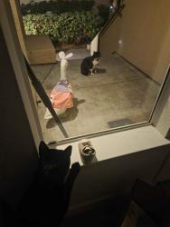 Reunited Unknown Cat last seen River oaks , San Jose, CA 95134