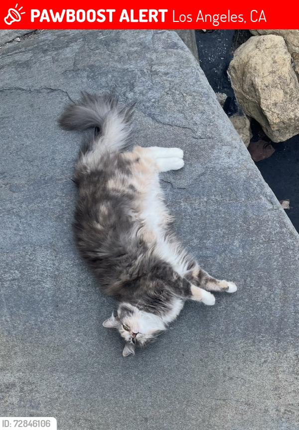 Lost Female Cat last seen Averill Park, Los Angeles, CA 90732